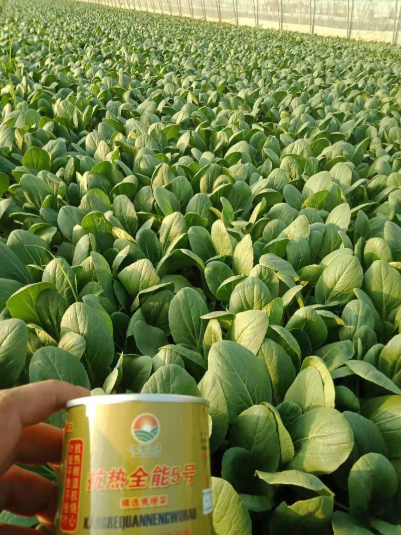代办上海青提供打冷物流一站服务