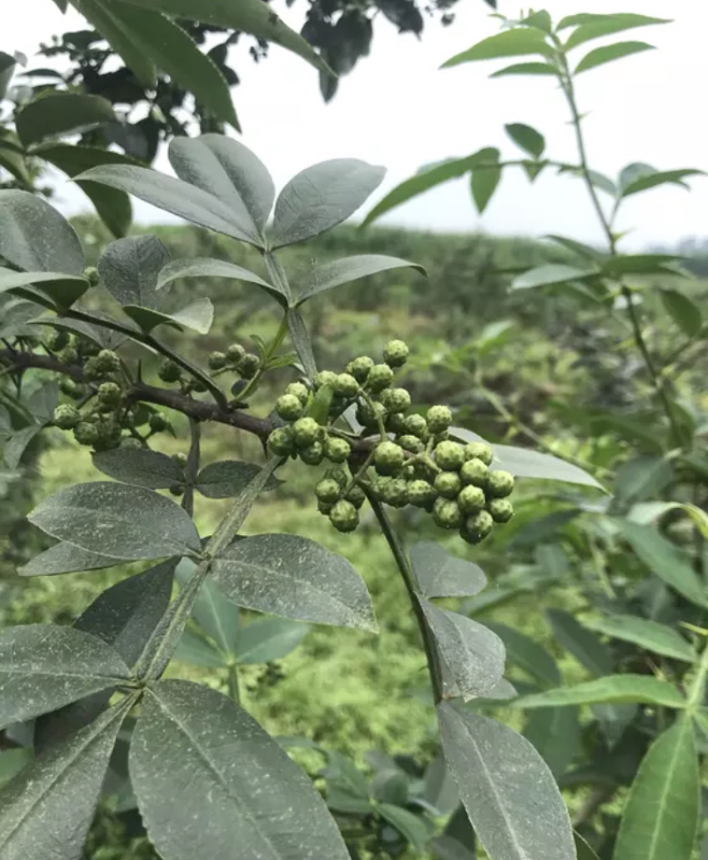 青花椒