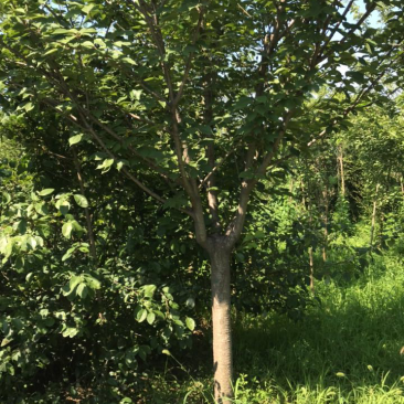 樱花8-20公分需要联系价格合适