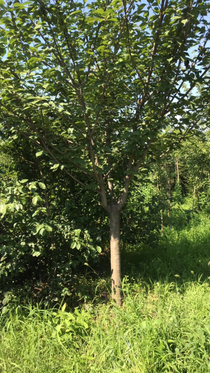 樱花8-20公分需要联系价格合适