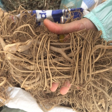 白花牛奶根新货足干