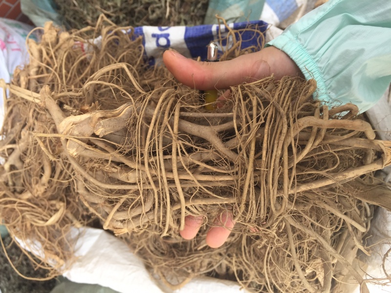 白花牛奶根新货足干