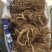 白花牛奶根新货足干