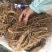 白花牛奶根新货足干