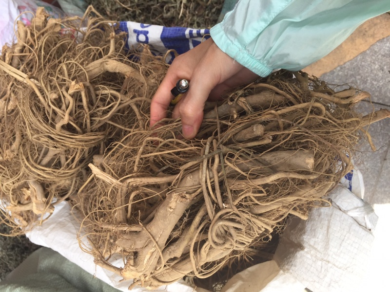 白花牛奶根新货足干