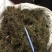 鹅不食草野生足干