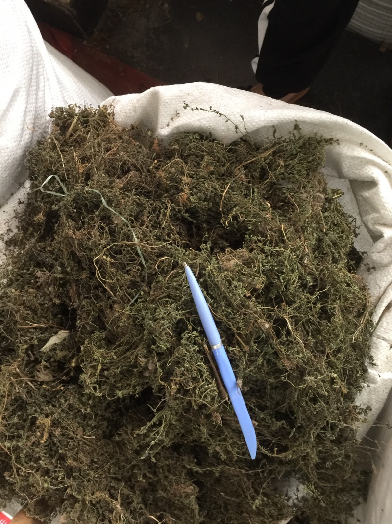 鹅不食草野生足干
