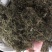 鹅不食草野生足干