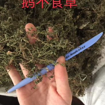 鹅不食草野生足干