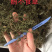 鹅不食草野生足干