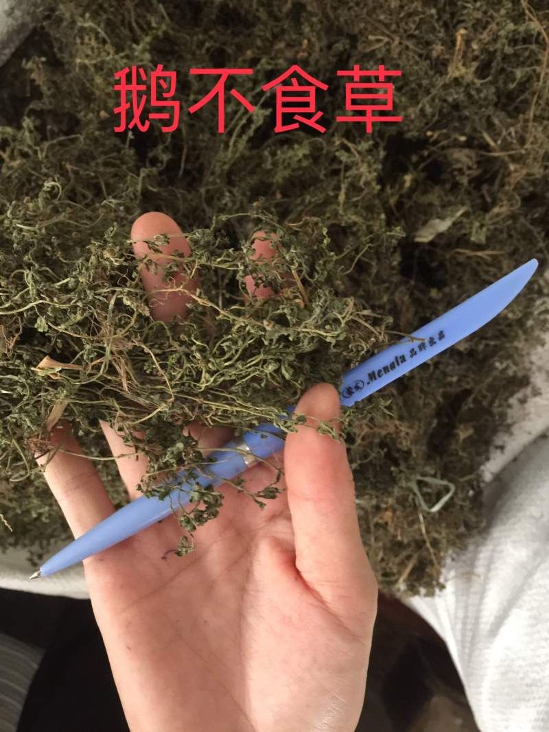 鹅不食草野生足干