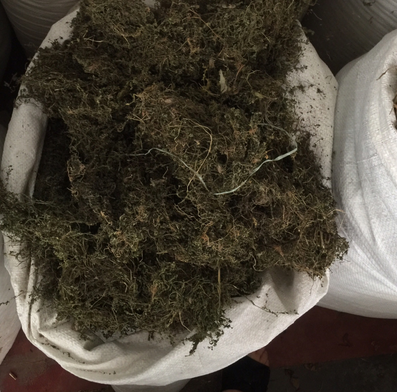 鹅不食草野生足干