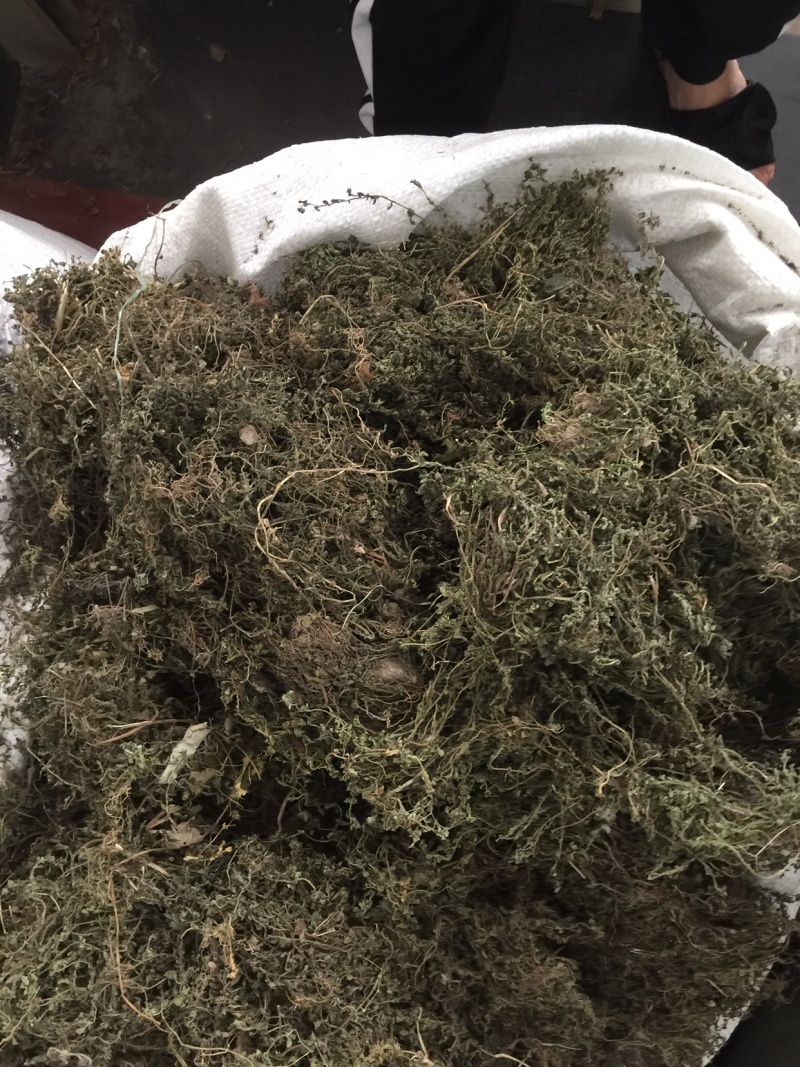 鹅不食草野生足干