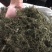 鹅不食草野生足干