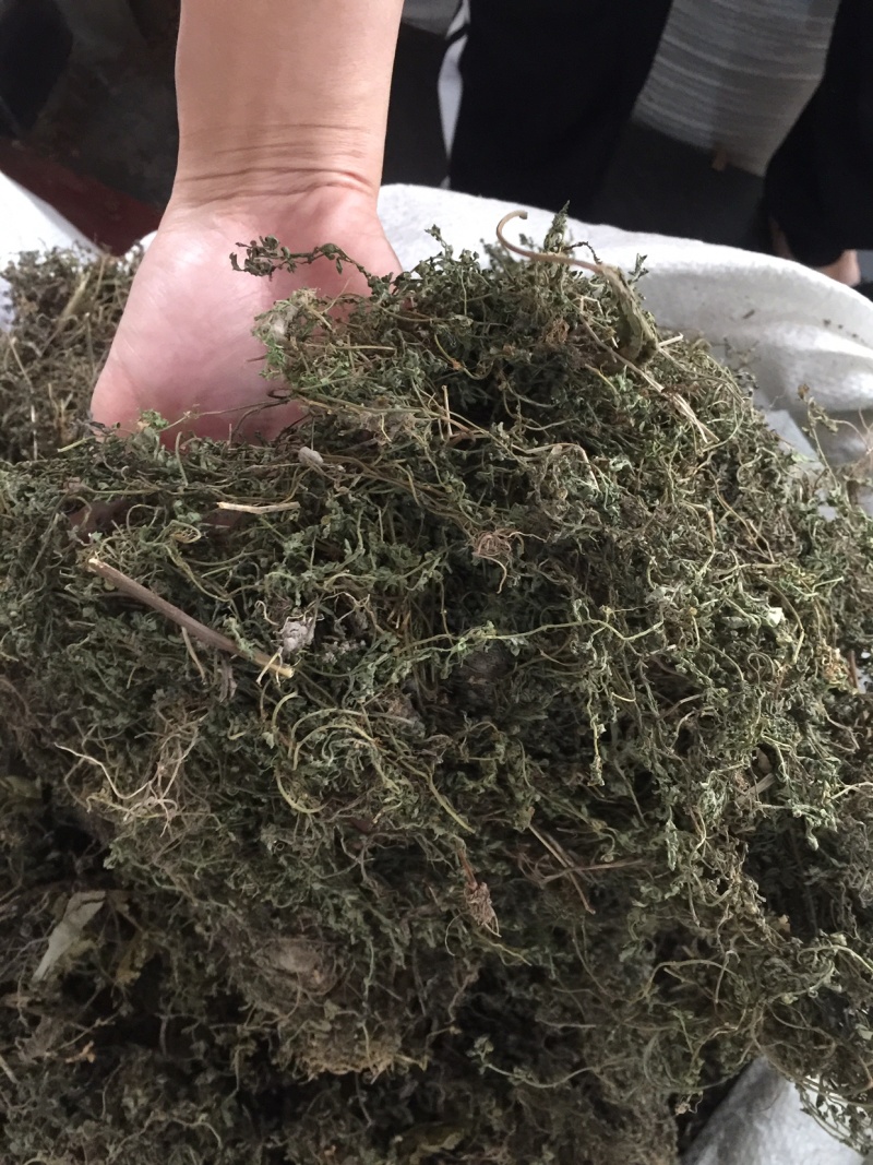 鹅不食草野生足干