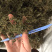 鹅不食草野生足干