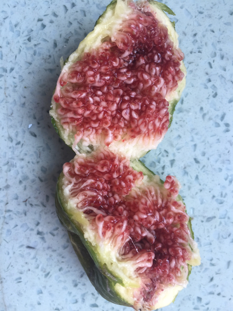 威海青皮无花果春果上市啦
