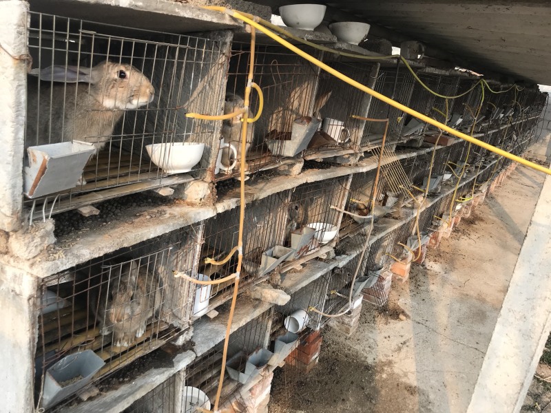 现杀的白条兔，屠宰场冷库直发，绝对新鲜，