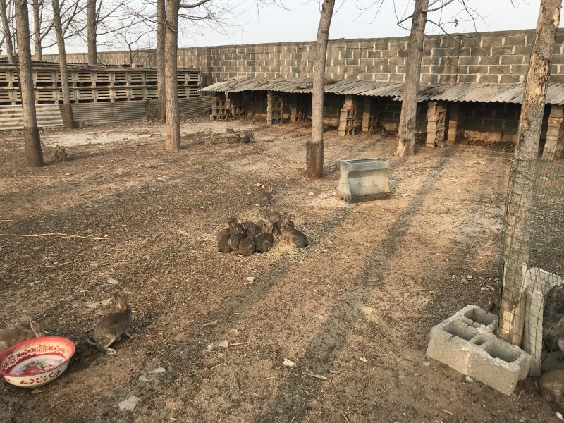 现杀的白条兔，屠宰场冷库直发，绝对新鲜，