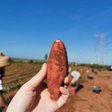 天目山番薯一箱10斤33元包邮发货包售后