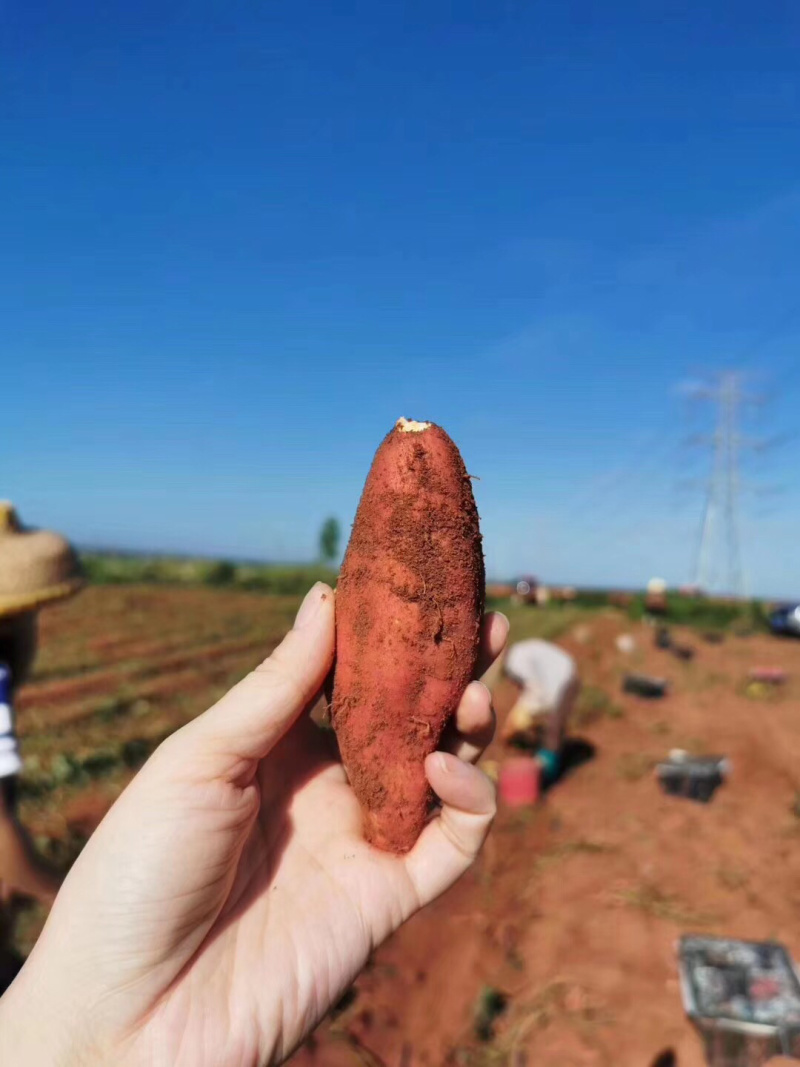 天目山番薯一箱10斤33元包邮发货包售后