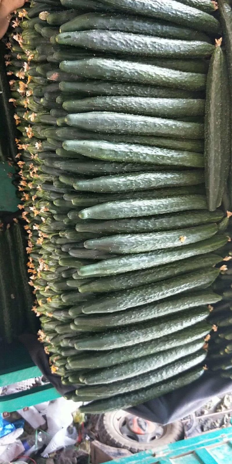 精品蜜刺黄瓜大量上市、顶花带刺，保质保量，欢迎采购