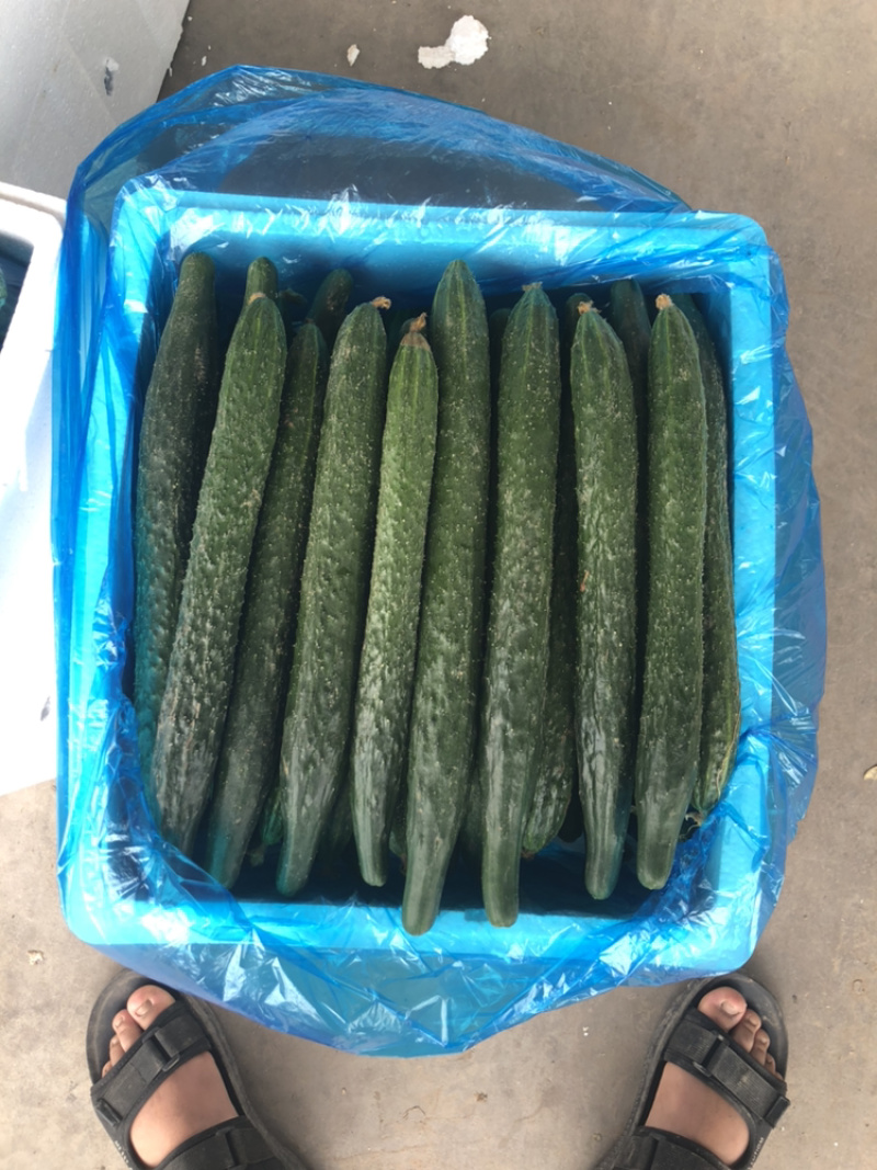 精品蜜刺黄瓜大量上市、顶花带刺，保质保量，欢迎采购
