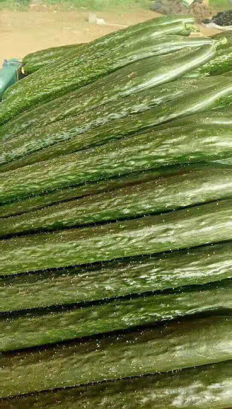 精品蜜刺黄瓜大量上市、顶花带刺，保质保量，欢迎采购