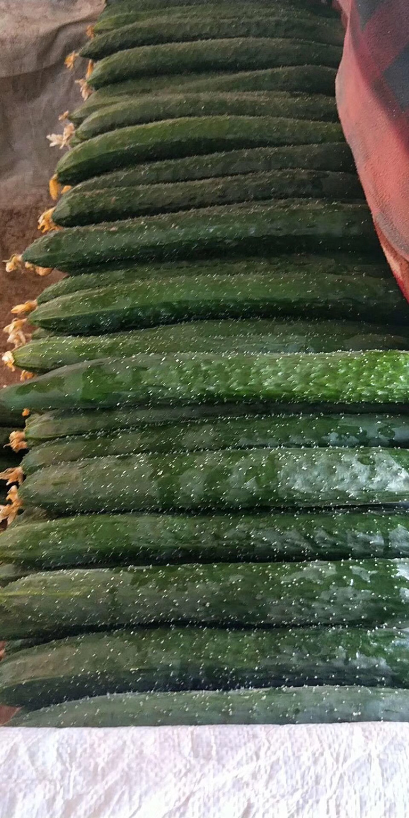 精品蜜刺黄瓜大量上市、顶花带刺，保质保量，欢迎采购