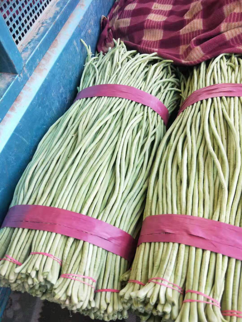 精品绿长豆角，产地直销，超市，电商，加工厂，各大市场，