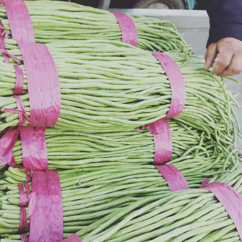 精品绿长豆角，产地直销，超市，电商，加工厂，各大市场，