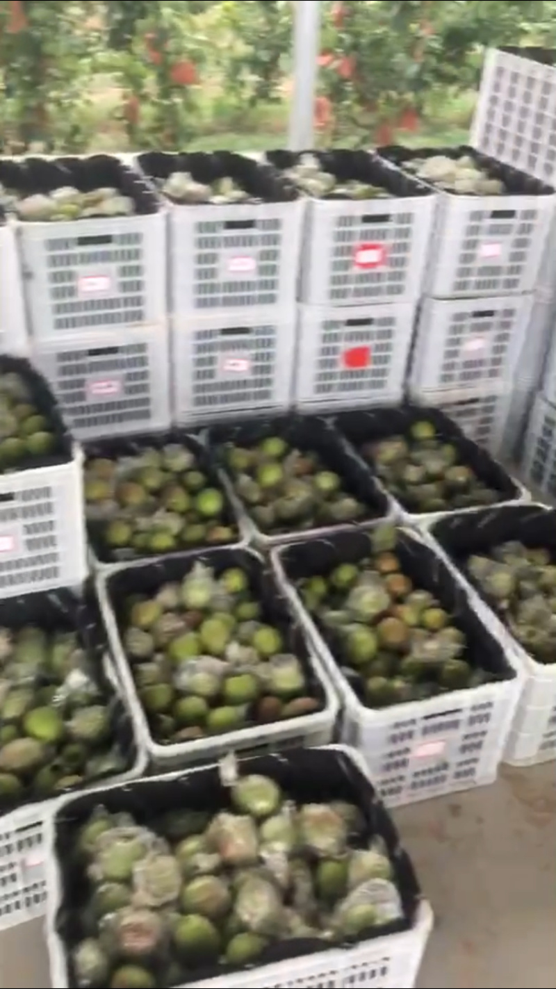 新梨七号
