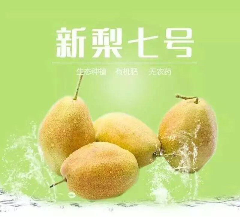 新梨七号