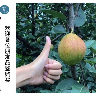 新梨七号，即将上市，欢迎广大客商前来选购产地直销
