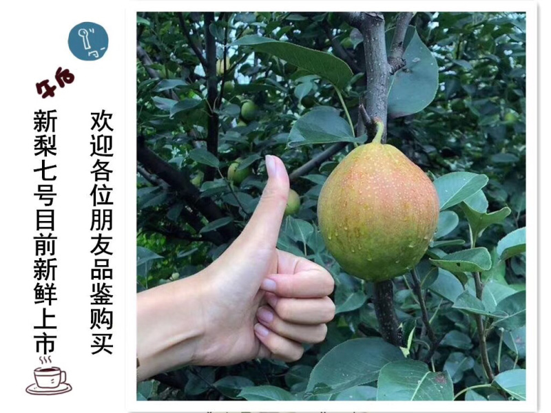 新梨七号，即将上市，欢迎广大客商前来选购产地直销