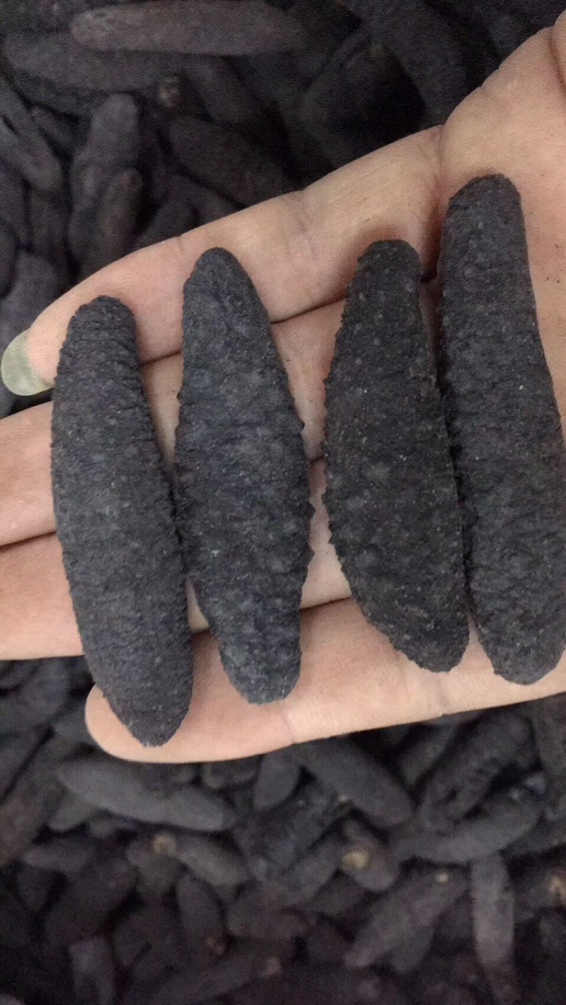 海参，土耳其，纯淡干
