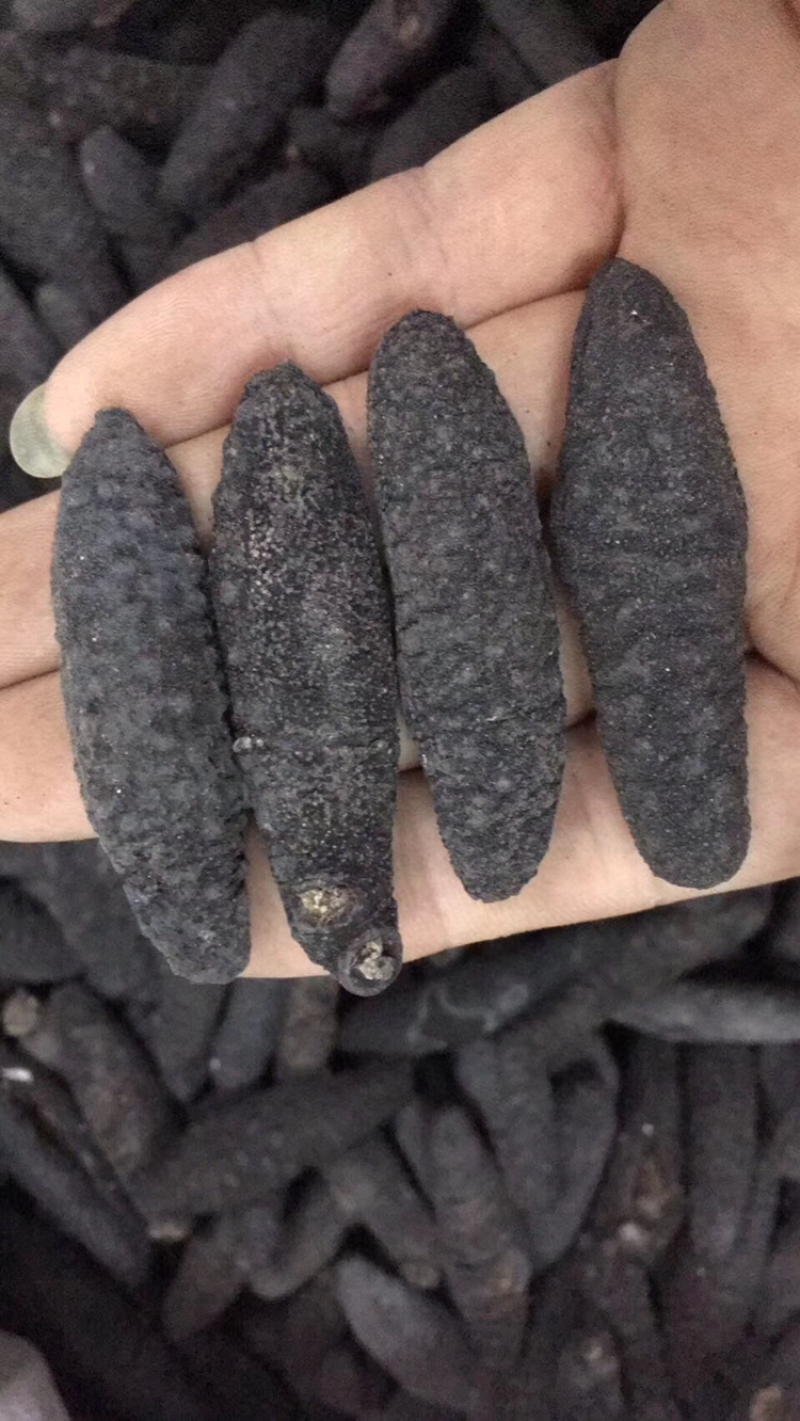 海参，土耳其，纯淡干