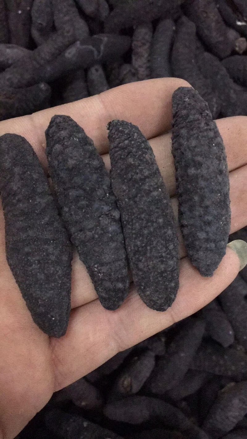 海参，土耳其，纯淡干