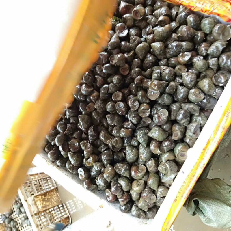 湖北淡水养殖大中小田螺