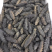 海参，AAA大连淡干辽参