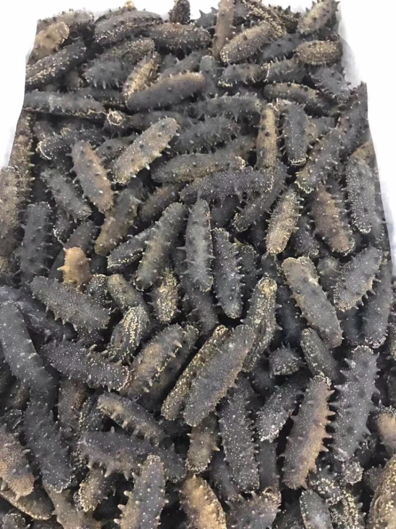 海参，AAA大连淡干辽参