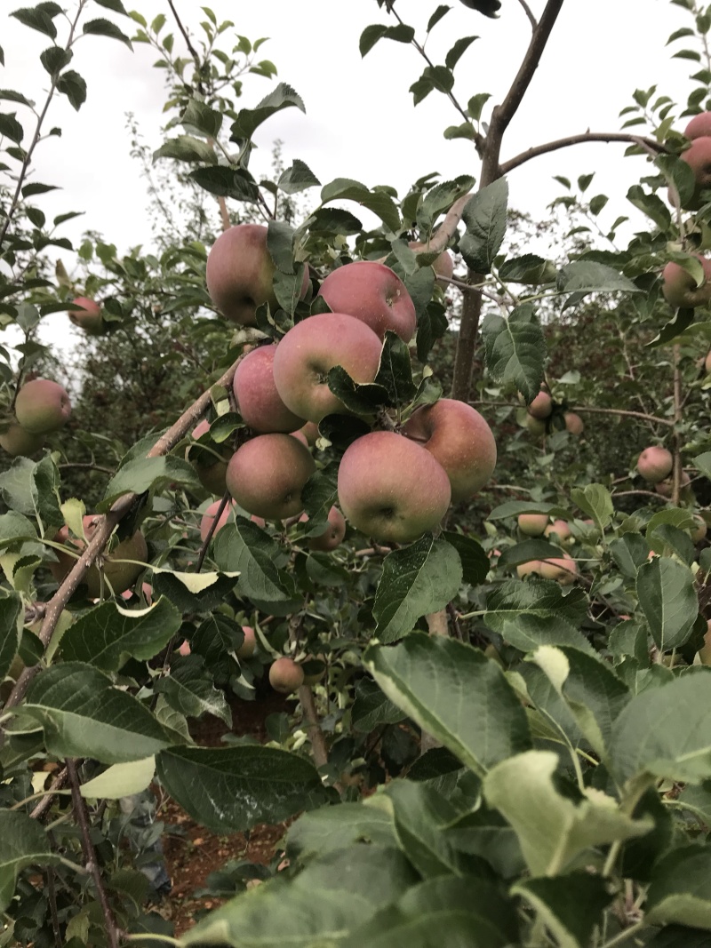 盐源糖心苹果