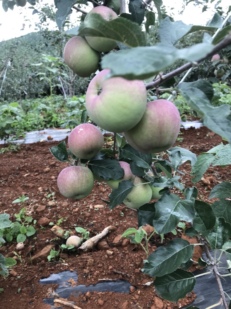 盐源糖心苹果