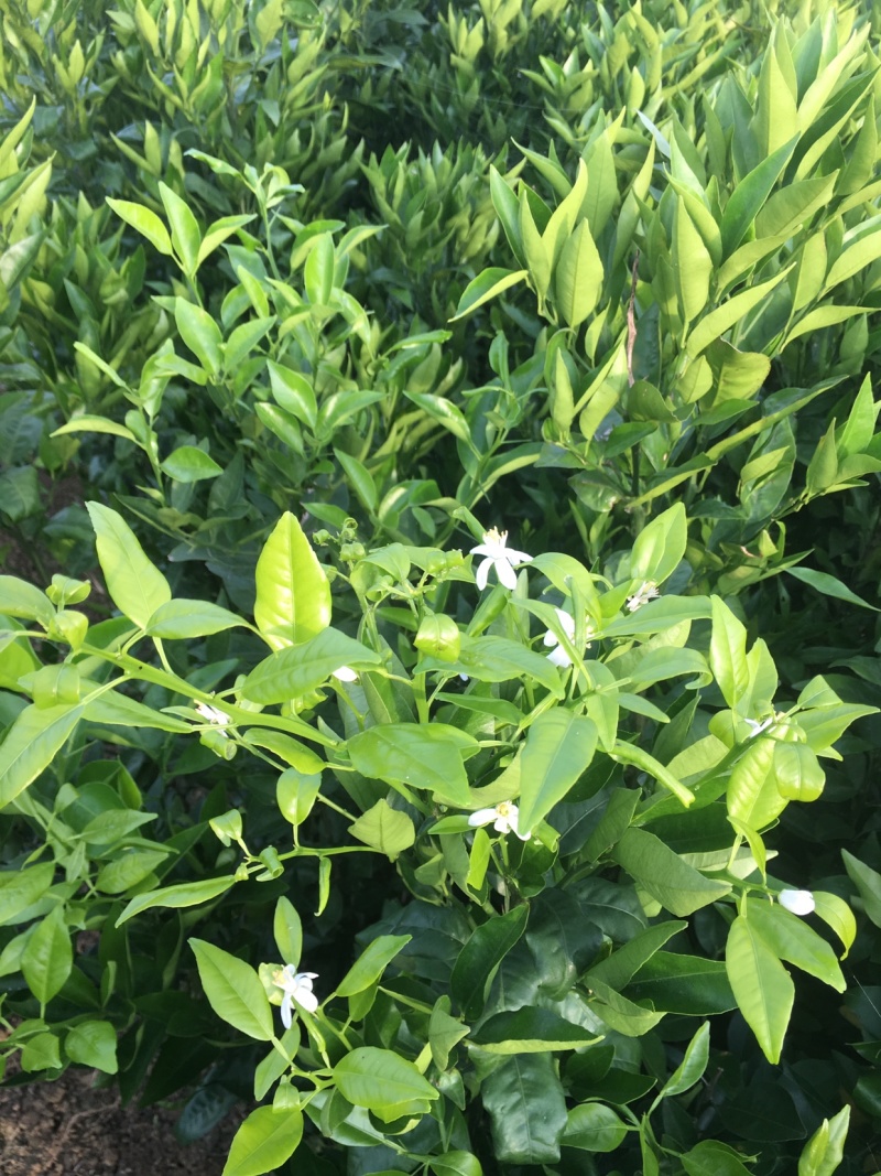 香橙粘木，红桔粘木，沃柑苗