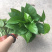 绿化工程绿萝