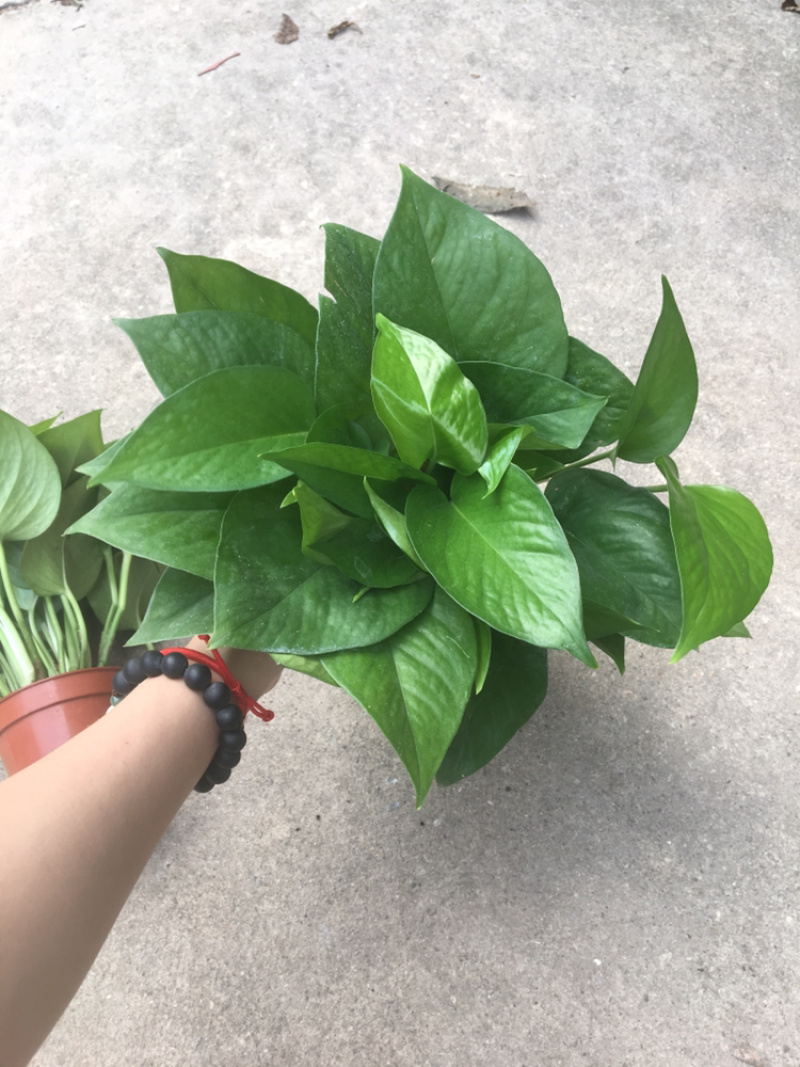 绿化工程绿萝