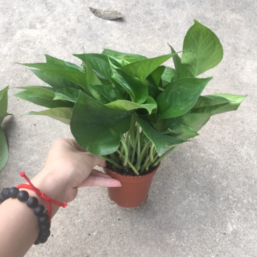 绿化工程绿萝
