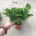 绿化工程绿萝