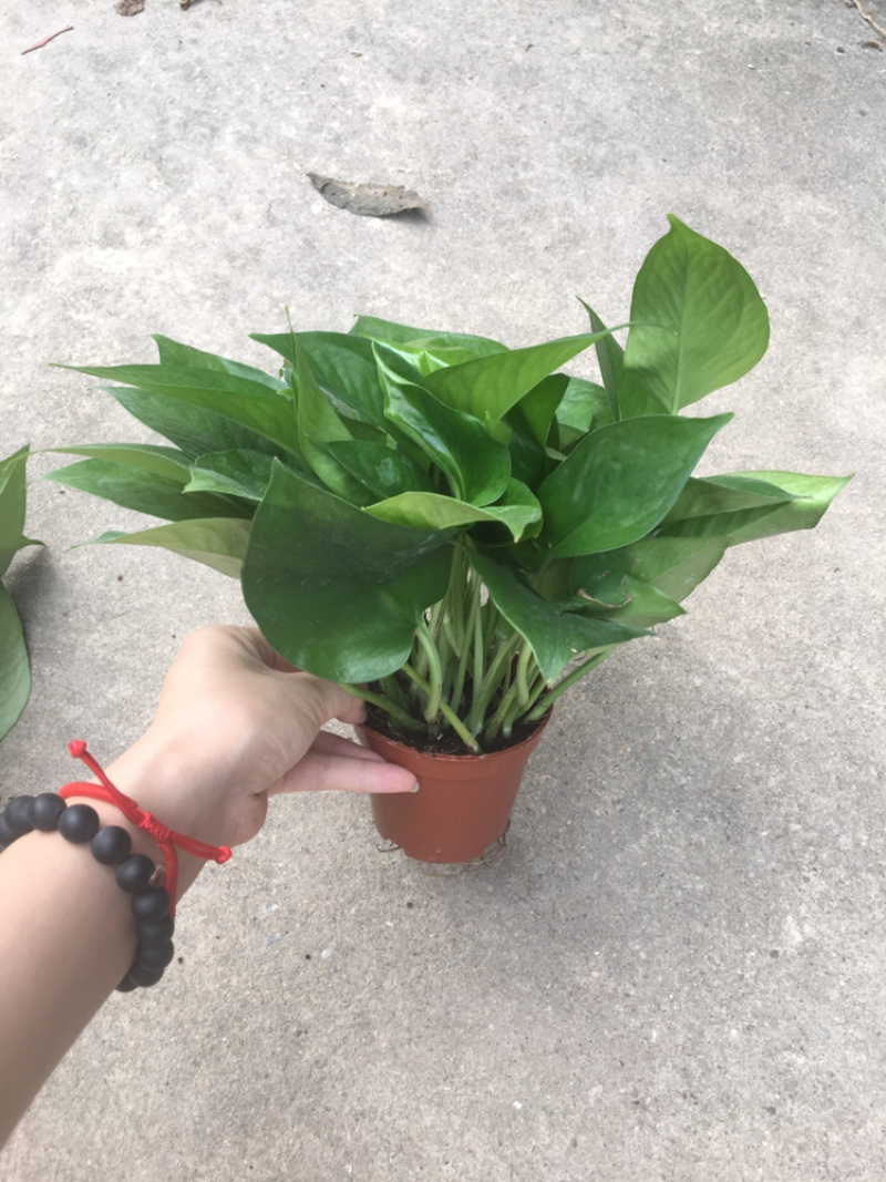 绿化工程绿萝