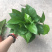 绿化工程绿萝